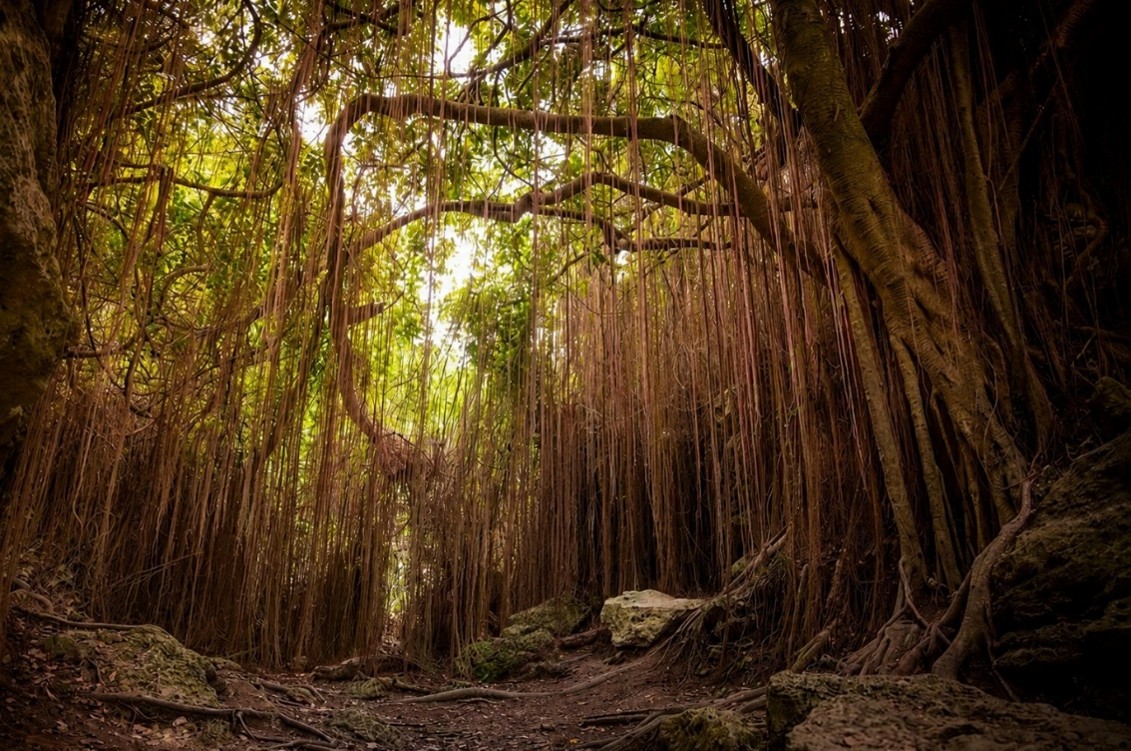 Dense tropical forest and tree roots over limestone rocks on Shoushan